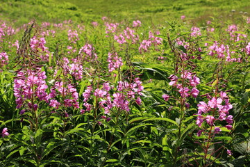 志賀高原のヤナギラン