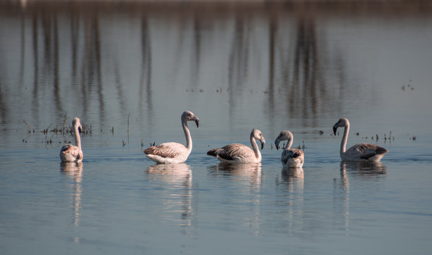 Flamencos pichones