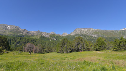 Fototapeta na wymiar Panoramica di un pezzo di bosco in alta montagna in estate