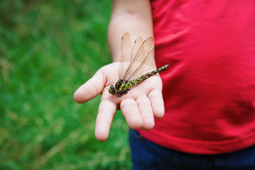 little girl exploring dragonfly, kids learning