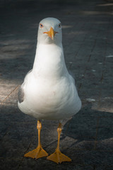 Fototapeta premium Seagull looking at camera