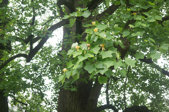 bloosoming accacia in spring