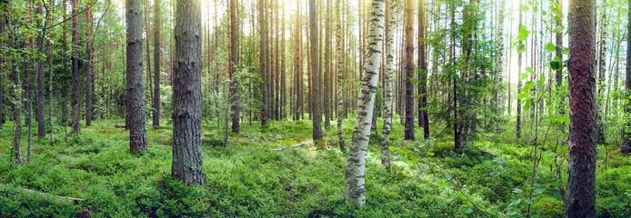 Forest landscape with a blueberry field in a pine forest. Panoramic photo.
