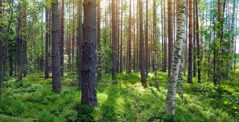 Forest landscape with a blueberry field in a pine forest. Panoramic photo.