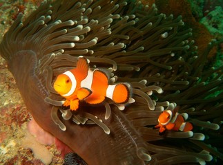 Plongée Philipines