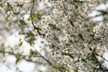 białe kwitnące drzewo, wiśnia
