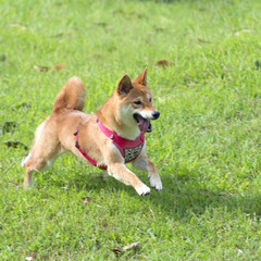 A dog playing on the grass field of the garden 