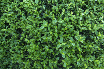 Tea leaves background