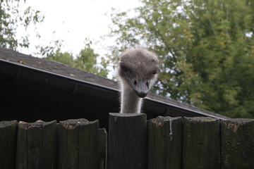 zwierzęta w zoo © Arkadiusz