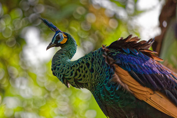 Obraz premium Bali_Bird Park_Bird_9