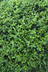 Tea leaves background