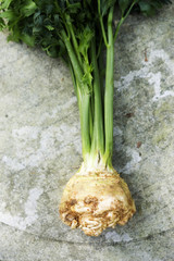 Root of celery 