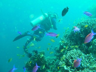 Fototapeta premium Plongée Philipines