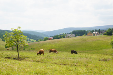 Yaks in Giant Mountains in the Czech Republic