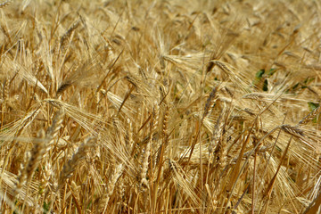 Golden wheat in the field. Agricultural landscape. Wheat background. Agriculture concept