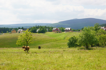 Yaks in Giant Mountains in the Czech Republic