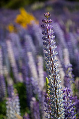Close up view of a Foxglove plant isolated by shallow depth of field, South Island, New Zealand