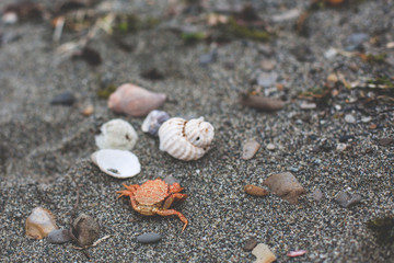Close-up Image of dry dead red crab on the pebble beach