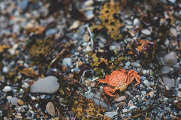 Close-up Image of dry dead red crab on the pebble beach
