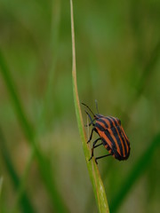 Italian bug.Graphosoma lineatum. 