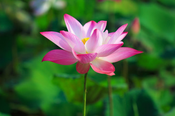 Beautiful pink lotus flower in blooming