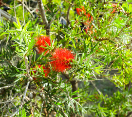 Combretum erythrophyllum (Burchell) SonderShrubs, branches, clear, red flowers into a bouquet at the end of the branches. The calyx is a long, split end of flowering flowers.