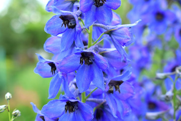 Close-up of blue delphinium flowers in the garden