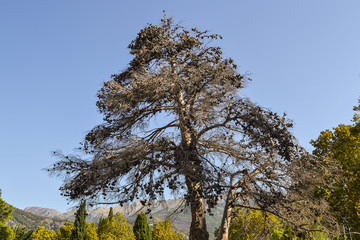 Dead tall tree. Dry pine on a background of blue sky
