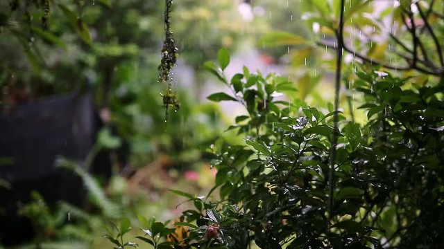Plants on rainy nature background