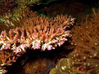 Plongée Philipines
