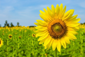 Fototapeta premium Sunflower