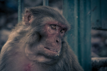 Close up front view of monkey looking to left side..Rhesus macaque (Macaca mulatta)