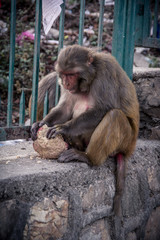 Front view of a monkey sitting on a wall and eat bread.