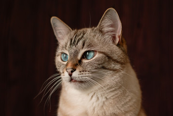 Beautiful tabby cat with big blue eyes