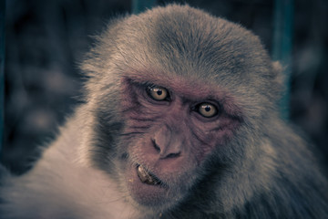 Close up front view of monkey face.Monkey eat fruit and looking to the photo..Rhesus macaque (Macaca mulatta)