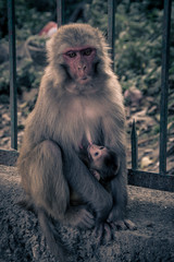 Close up front view of monkey with baby hanging on a breast..Rhesus macaque (Macaca mulatta)