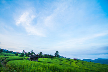 morning in nature rice terrace