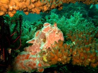 Plongée Philipines