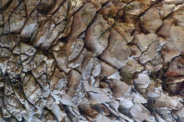 Palm tree trunk close up