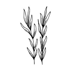 algae sketch. vector isolated on white background