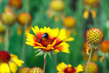 Obraz premium beautiful colorful flowers in the garden