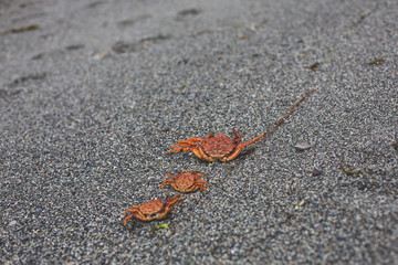 Close-up Image of three dry dead red crabs on the pebble beach