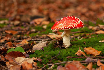 Beautiful fly agaric (red with white dots) in the forest