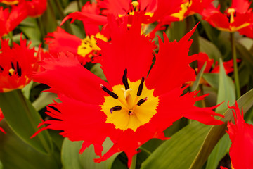 beautiful Intense Red tulips