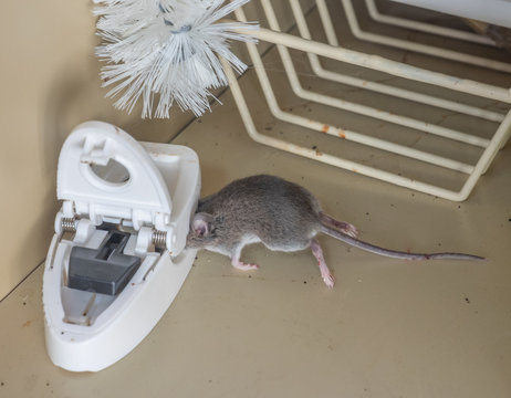 Gray dead mouse trapped by mouse trap in kitchen cabinet