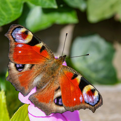 Fototapeta na wymiar Peacock butterfly on a flower of the hydrangea