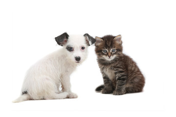 kitten and puppy