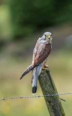 kestrel resting