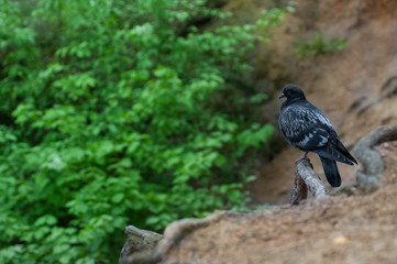 Pigeon in natural surroundings