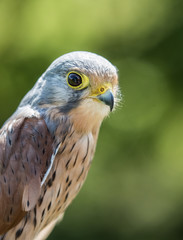 kestrel close up